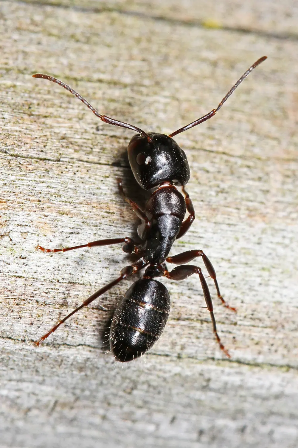A black carpenter ant, common in damp sills in Shelton homes