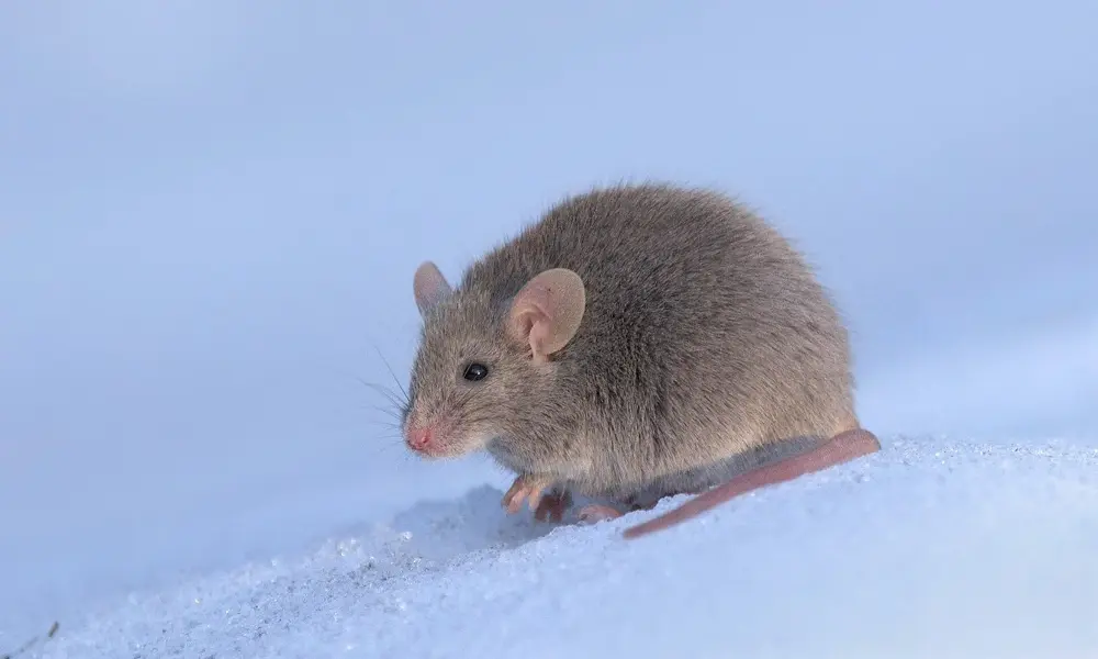 A house mouse of the kind that gets into Shelton basements each fall