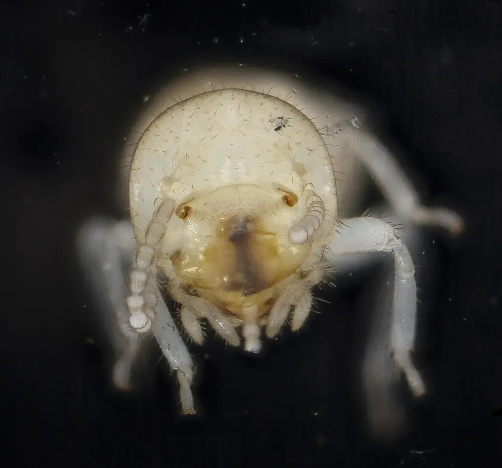 Eastern subterranean termite worker, the termite species found in Shelton, Connecticut