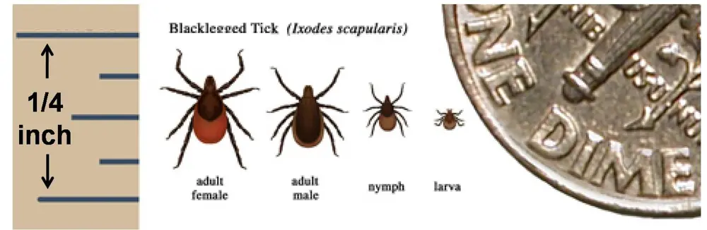 Size chart of blacklegged deer ticks: adult female, adult male, nymph and larva next to a dime