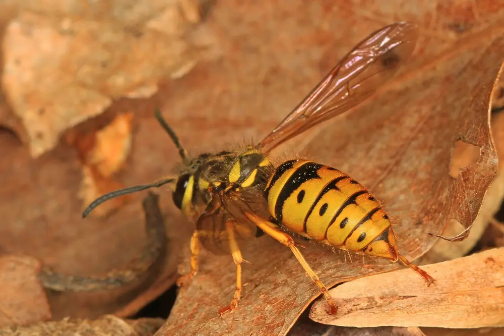 An eastern yellow jacket, the wasp that nests in Shelton stone walls and lawns